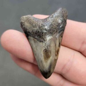 Polished Megalodon Shark Tooth - STPOL2-38