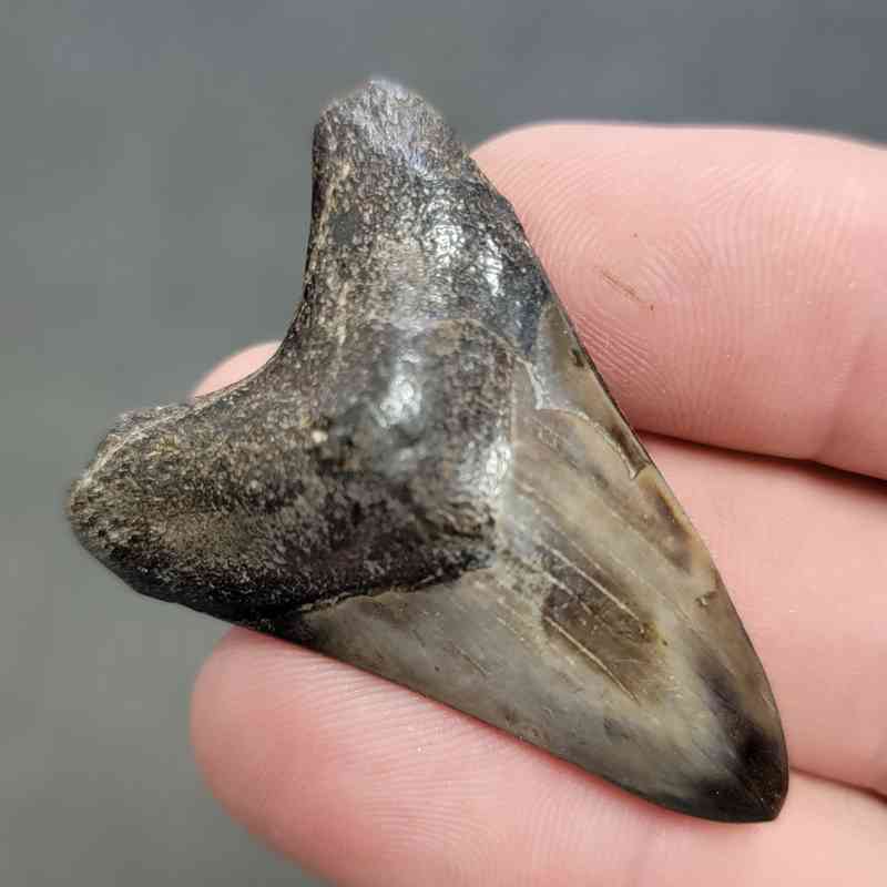 Polished Megalodon Shark Tooth - STPOL2-38 - Image 2