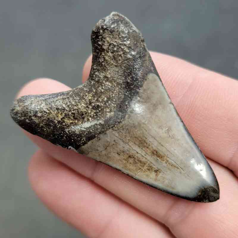 Polished Megalodon Shark Tooth - STPOL2-38 - Image 3