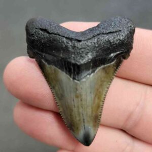 Polished Megalodon Shark Tooth - STPOL2-46