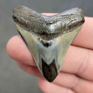 Polished Megalodon Shark Tooth - STPOL2-47