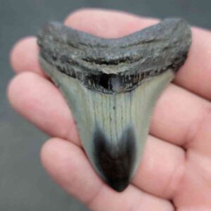 Polished Megalodon Shark Tooth - STPOL2.5-08