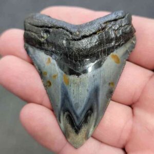 Polished Megalodon Shark Tooth - STPOL2.5-09