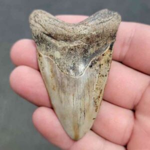 Polished Megalodon Shark Tooth - STPOL2.5-14