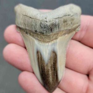 Polished Megalodon Shark Tooth - STPOL2.5-19
