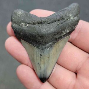 Polished Megalodon Shark Tooth - STPOL2.5-22