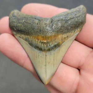 Polished Megalodon Shark Tooth - STPOL2.5-28