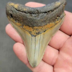 Polished Megalodon Shark Tooth - STPOL3-06