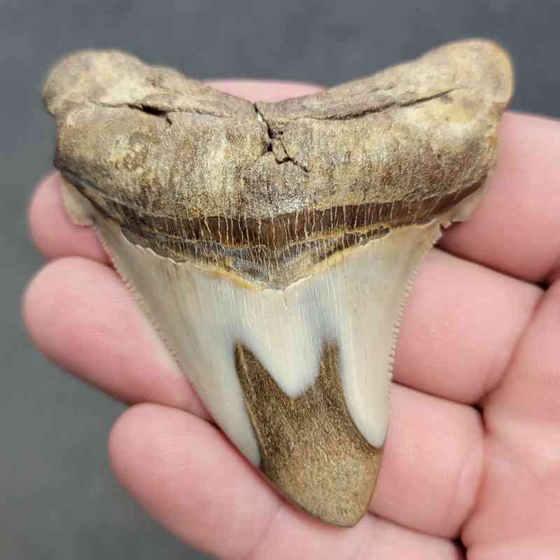 Polished Megalodon Shark Tooth - STPOL3-07