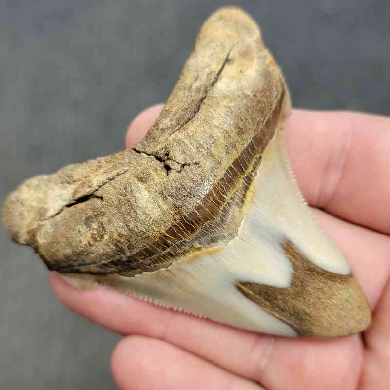 Polished Megalodon Shark Tooth - STPOL3-07 - Image 2