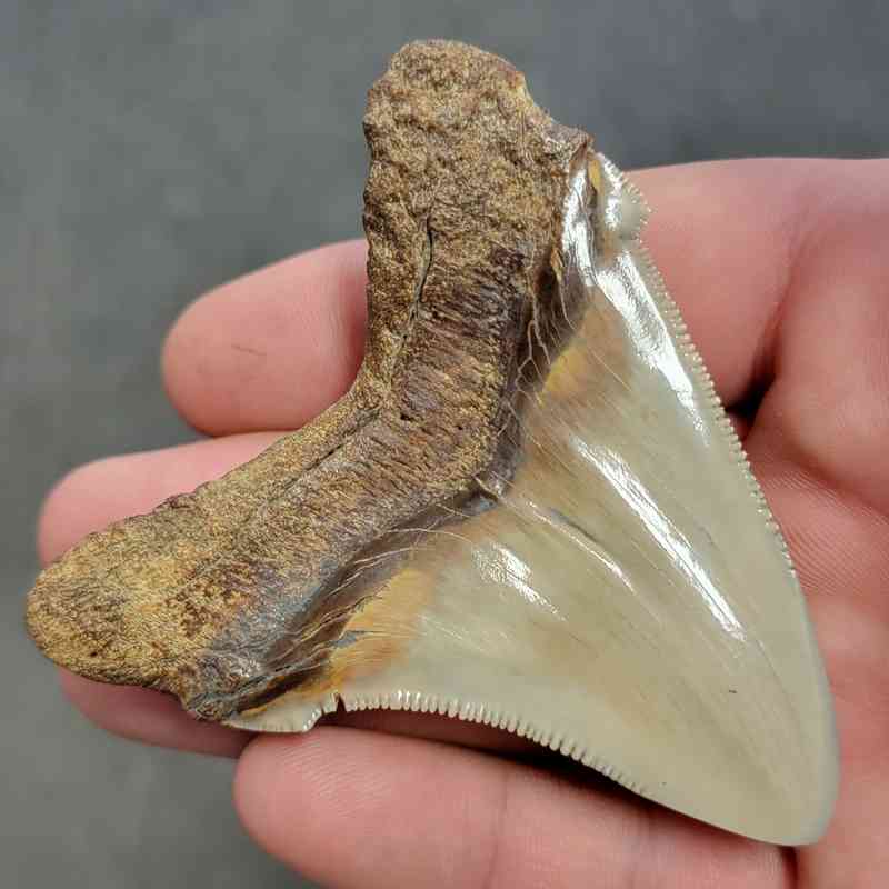 Polished Megalodon Shark Tooth - STPOL3-07 - Image 3