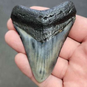 Polished Megalodon Shark Tooth - STPOL3-46
