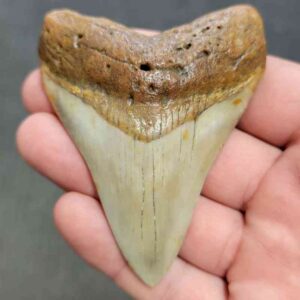 Polished Megalodon Shark Tooth - STPOL3-67