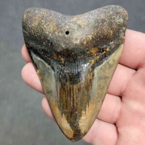 Polished Megalodon Shark Tooth - STPOL3.5-04
