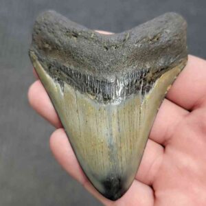 Polished Megalodon Shark Tooth - STPOL3.5-05