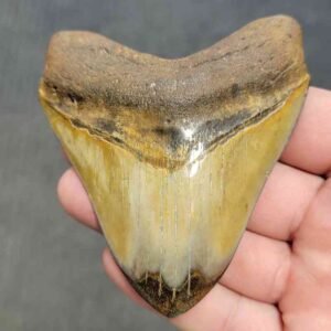 Polished Megalodon Shark Tooth - STPOL3.5-17