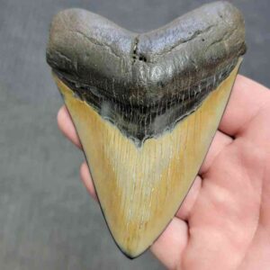 Polished Megalodon Shark Tooth - STPOL4.5-04