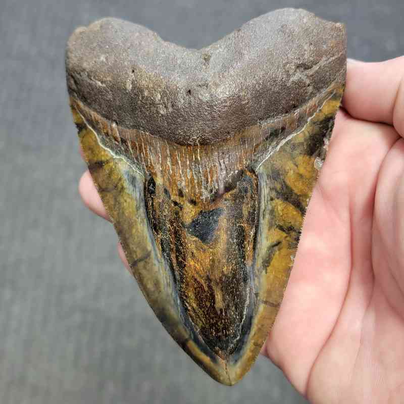 Polished Megalodon Shark Tooth - STPOL5-10