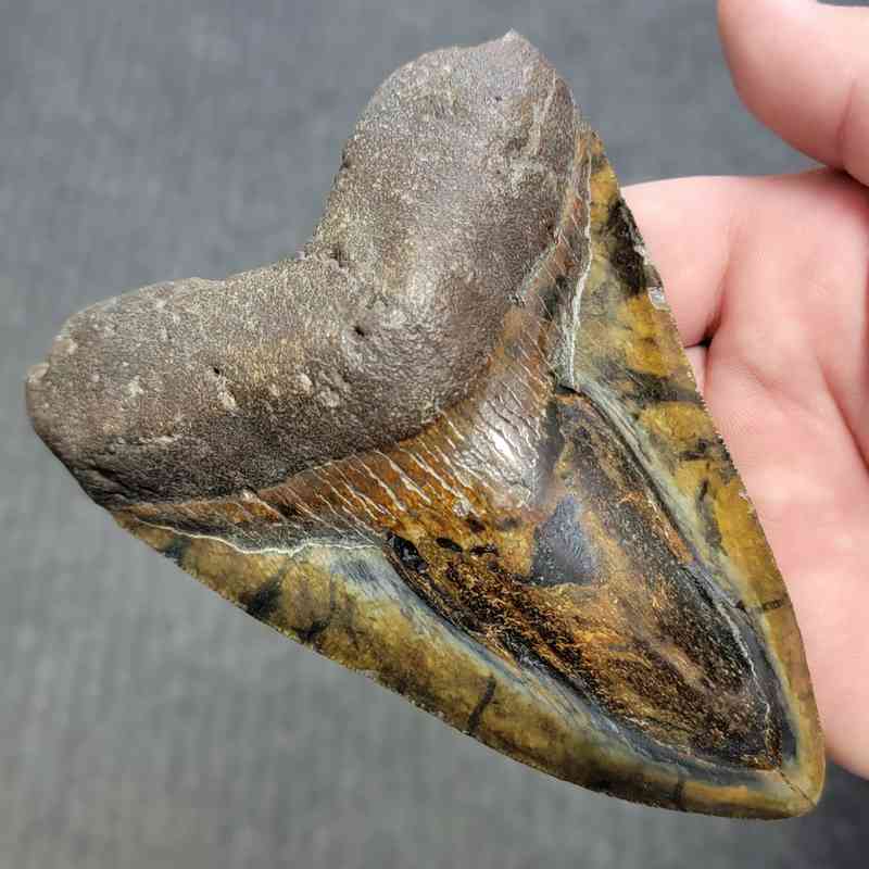 Polished Megalodon Shark Tooth - STPOL5-10 - Image 2