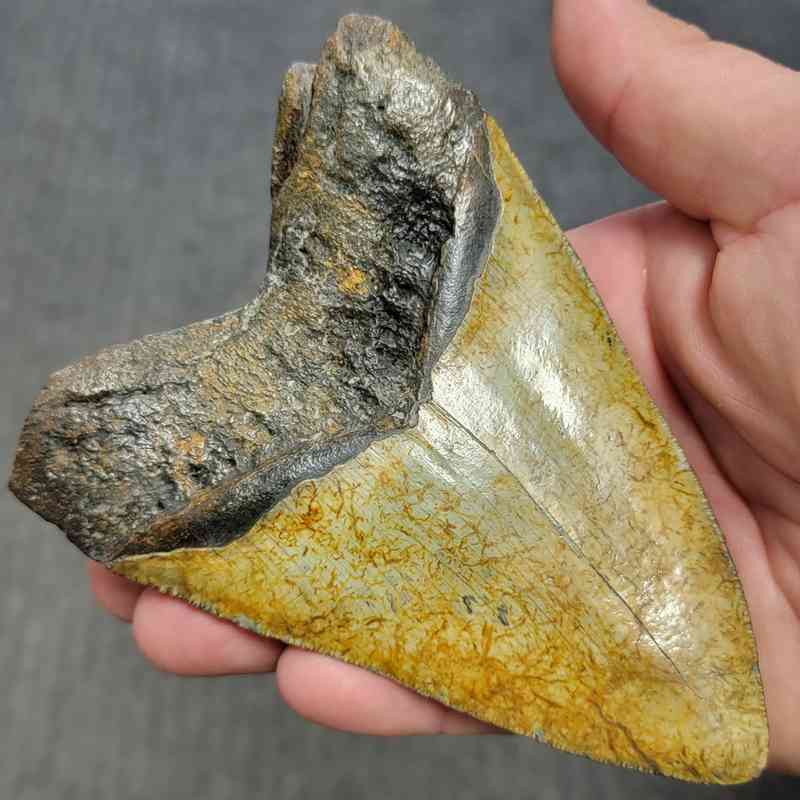 Polished Megalodon Shark Tooth - STPOL5-10 - Image 3