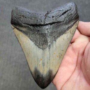 Polished Megalodon Shark Tooth - STPOL5-36