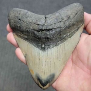Polished Megalodon Shark Tooth - STPOL5-42