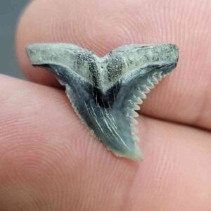 Fossil Hemipristis Shark Tooth - 701