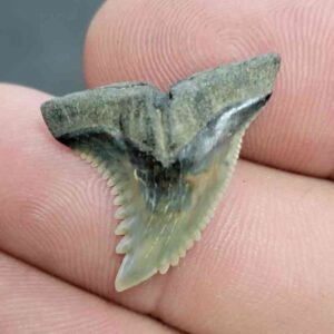 Fossil Hemipristis Shark Tooth - 709