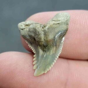 Fossil Hemipristis Shark Tooth - 711