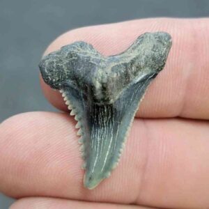 Fossil Hemipristis Shark Tooth - 723