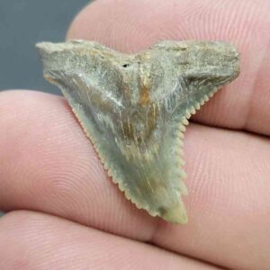 Fossil Hemipristis Shark Tooth - 724