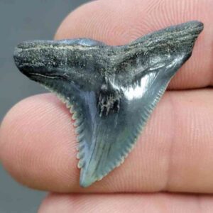 Fossil Hemipristis Shark Tooth - 725