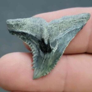 Fossil Hemipristis Shark Tooth - 730