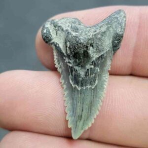 Fossil Hemipristis Shark Tooth - 731