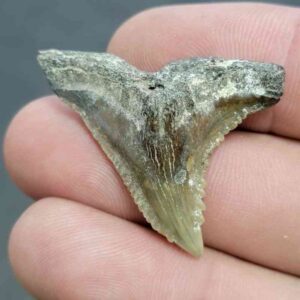 Fossil Hemipristis Shark Tooth - 732