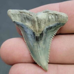 Fossil Hemipristis Shark Tooth - 739