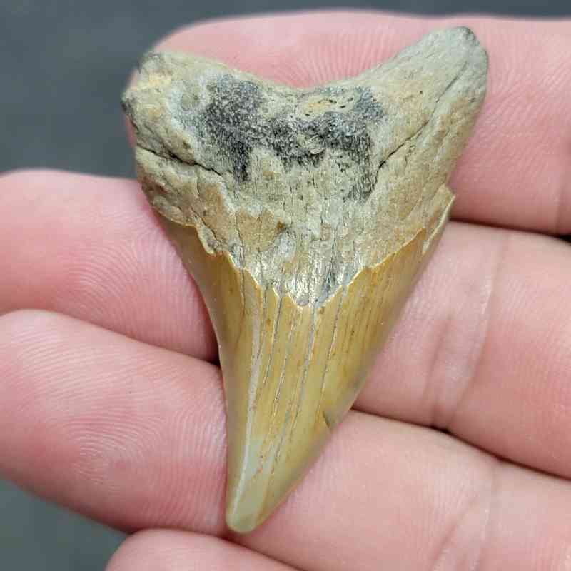 Fossil Benedeni Shark Tooth - BENE11