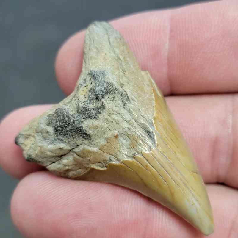 Fossil Benedeni Shark Tooth - BENE11 - Image 2