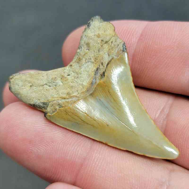 Fossil Benedeni Shark Tooth - BENE11 - Image 3