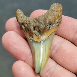 Fossil Benedeni Shark Tooth - BENE13