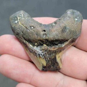 Fossil Benedeni Shark Tooth - BENE2