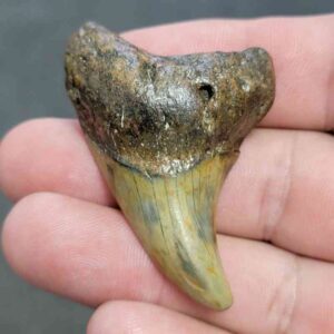 Fossil Benedeni Shark Tooth - BENE22