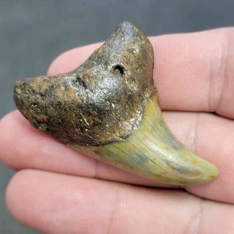 Fossil Benedeni Shark Tooth - BENE22 - Image 2