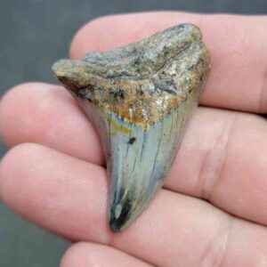 Fossil Benedeni Shark Tooth - BENE4