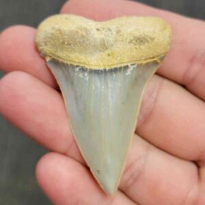 Extinct Great White Shark Tooth - #1