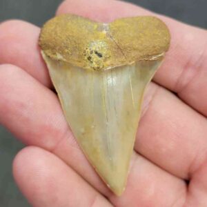 Extinct Great White Shark Tooth - #3