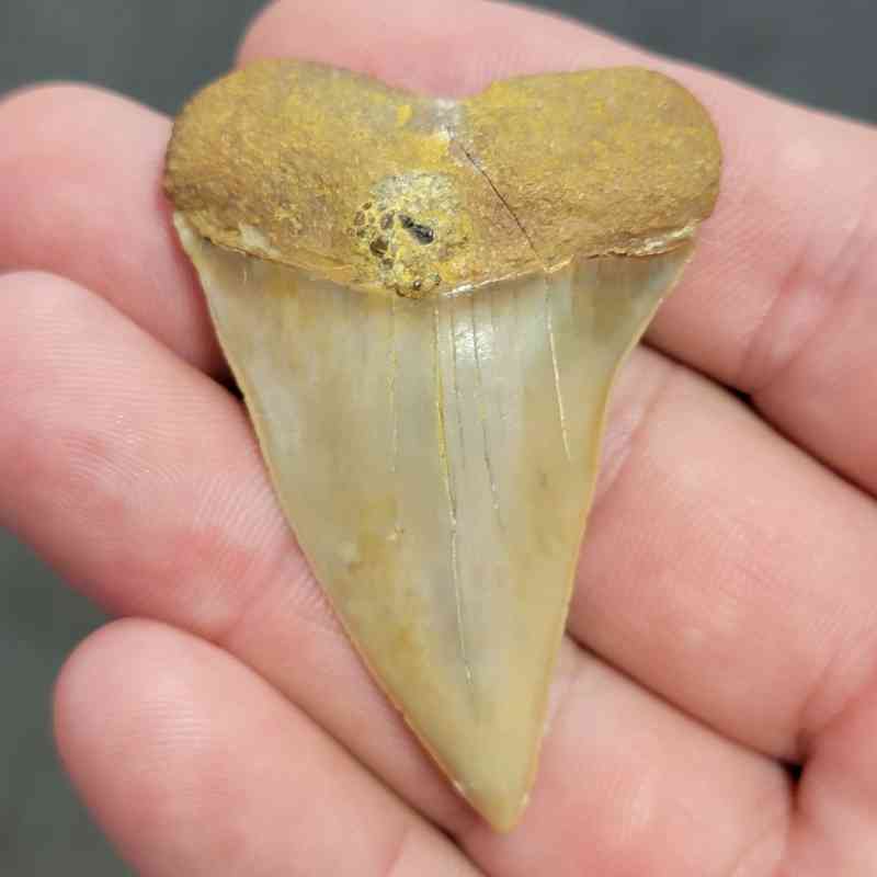Extinct Great White Shark Tooth - #3