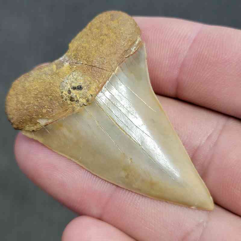 Extinct Great White Shark Tooth - #3 - Image 2