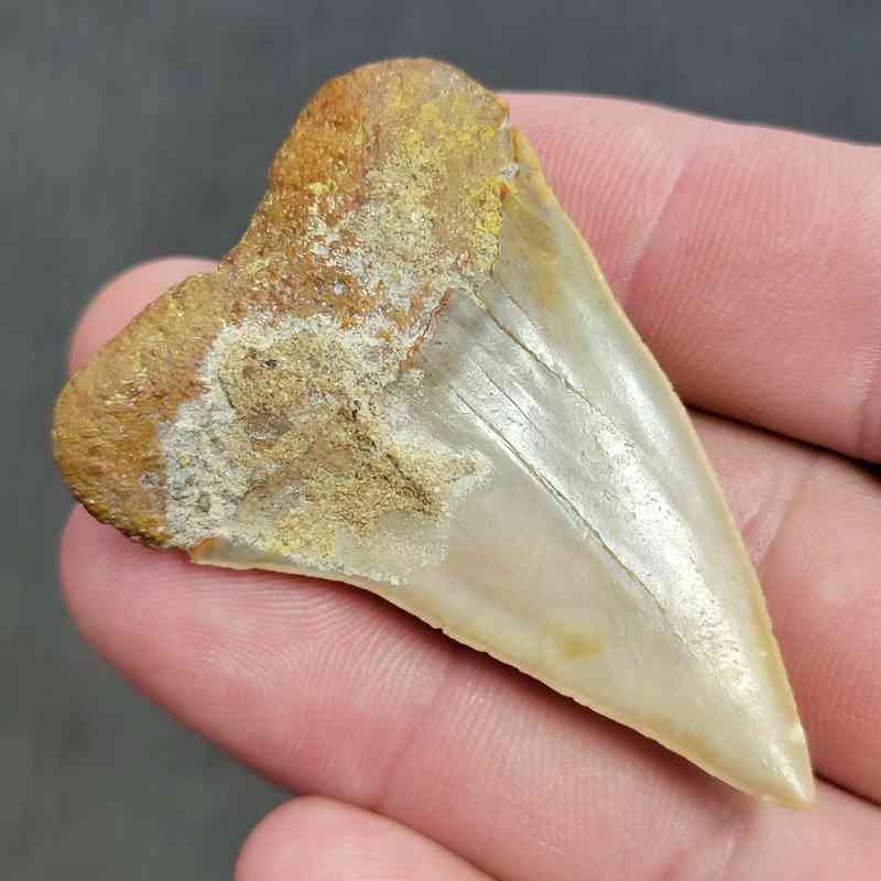 Extinct Great White Shark Tooth - #3 - Image 3