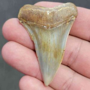 Extinct Great White Shark Tooth - #4